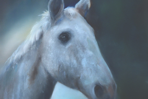 Paardenportret-van-een-schimmel